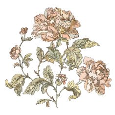 Seamless pattern with flowers rose N14