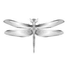 Dragonfly 3d style vector illustration for print tatto t-shirt
