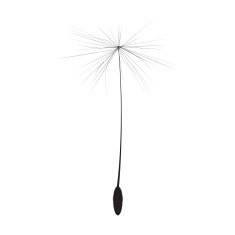 Single Dandelion Seed Vector Illustration free image download