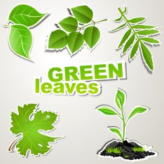 vector set sticker (Green leaves)