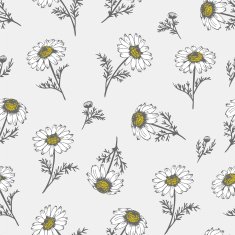 Camomile hand drawn background N2