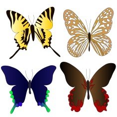 butterfly N58