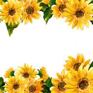 The pattern of blooming yellow flowers sunflower painted in watercolor