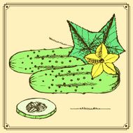 Sketch cucumbers set in vintage style