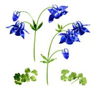 Collection of watercolor aquilegia flowers