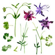 Collection of watercolor aquilegia flowers N2