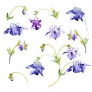 Collection of watercolor aquilegia flowers N3