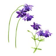 Collection of watercolor aquilegia flowers N4