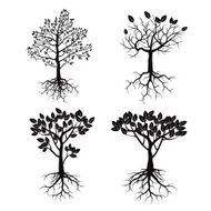 Set of Black Trees and Roots N2