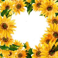 The pattern of blooming yellow flowers sunflower painted in watercolor N7