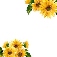 The pattern of blooming yellow flowers sunflower painted in watercolor N8