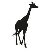 Giraffe isolated silhouette