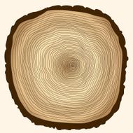 tree rings cut stump