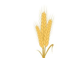 Vector modern wheat background