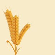 Vector modern wheat background N2