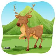 Deer N20