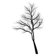 Trees with dead branch N34
