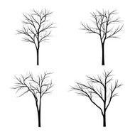 Trees with dead branch N37
