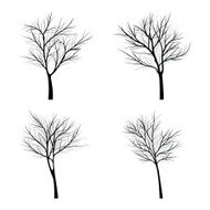 Trees with dead branch N38