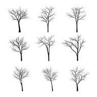 Trees with dead branch N40