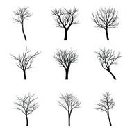 Trees with dead branch N41