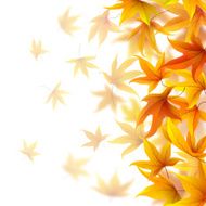 falling autumn leaves N8