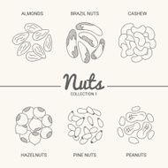 Almonds brazil nuts cashew hazelnuts pine nuts and peanuts