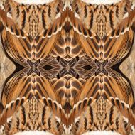 Bird Wings