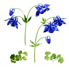 Collection of watercolor aquilegia flowers