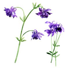 Collection of watercolor aquilegia flowers N5