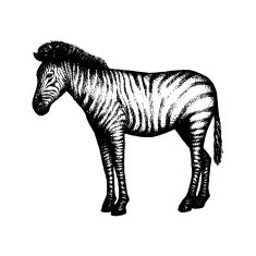 Zebra isolated on white background Vector