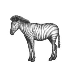 Zebra isolated on white background Vector N2