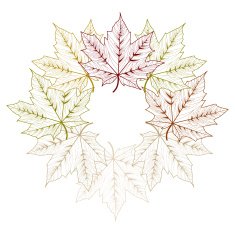 maple leaves N18