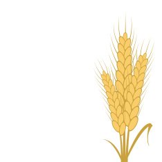 Vector modern wheat background