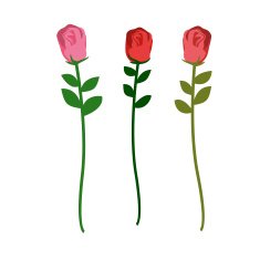 Set of three roses different colors on white background