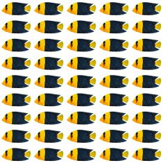 Bicolor Angelfish pattern