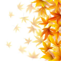 falling autumn leaves N8