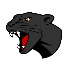 Puma head with bared teeth
