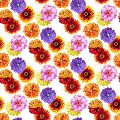 Watercolor zinnia pattern N2