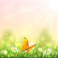 Orange butterfly and flower