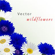 Vector white background with flowers camomile cornflowers N3