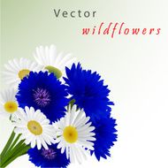 Vector white background with flowers camomile cornflowers N5