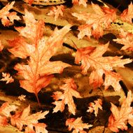 Seamless texture with colored watercolor maple leaves
