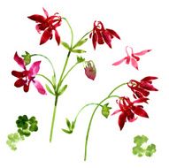 Collection of watercolor aquilegia flowers N6