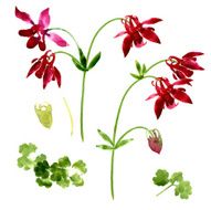 Collection of watercolor aquilegia flowers N7