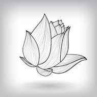 Floral Water Lily Elements for design N2