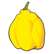quince hand drawn fruits isolated vector