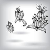 Hand Drawn Floral Elements for Design
