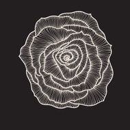 Floral Rose Elements for design EPS10 Vector background