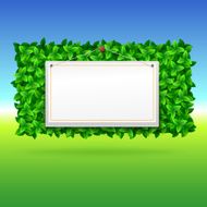 Summer background leaves
